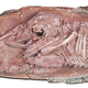 The “Baby Lingliang” fossil.